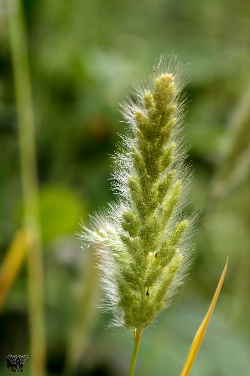 Polypogon monspeliensis (L.) Desf.